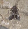 Drymonia ruficornis